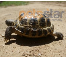 Afghan Tortoise
